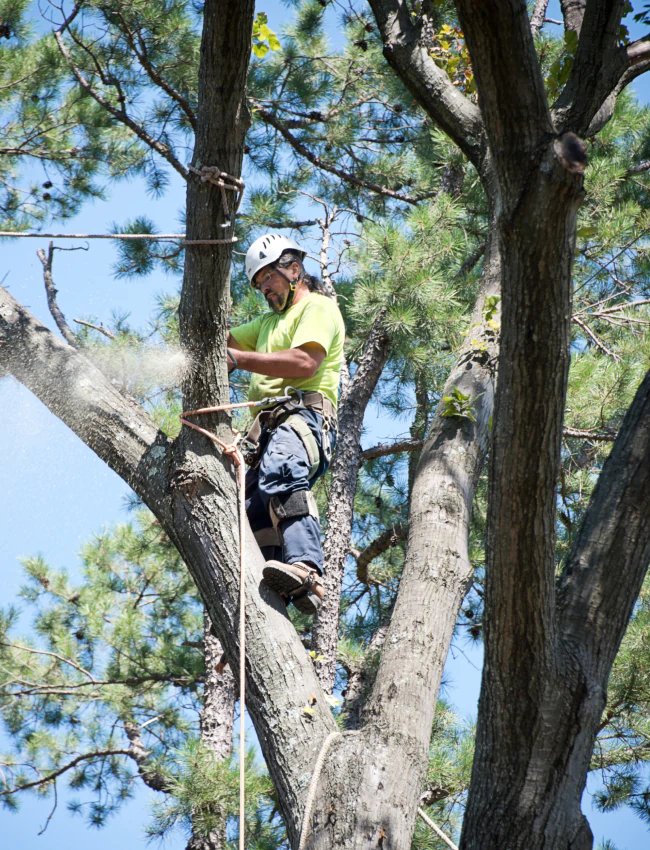 worker trimming tree